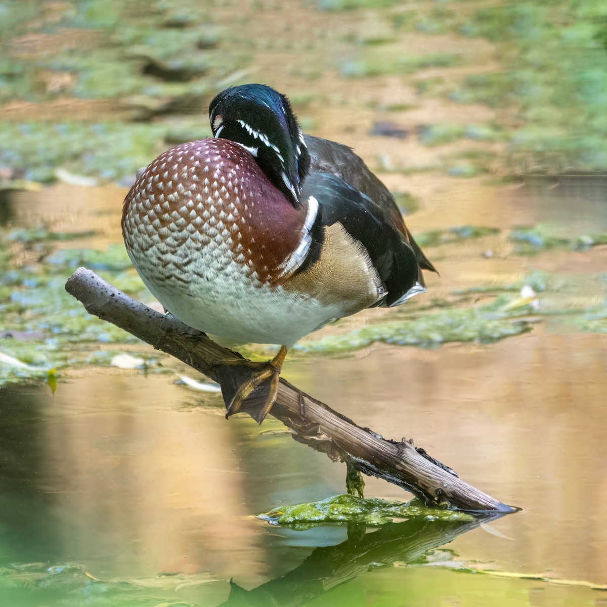 Wood Duck - Danielle  A