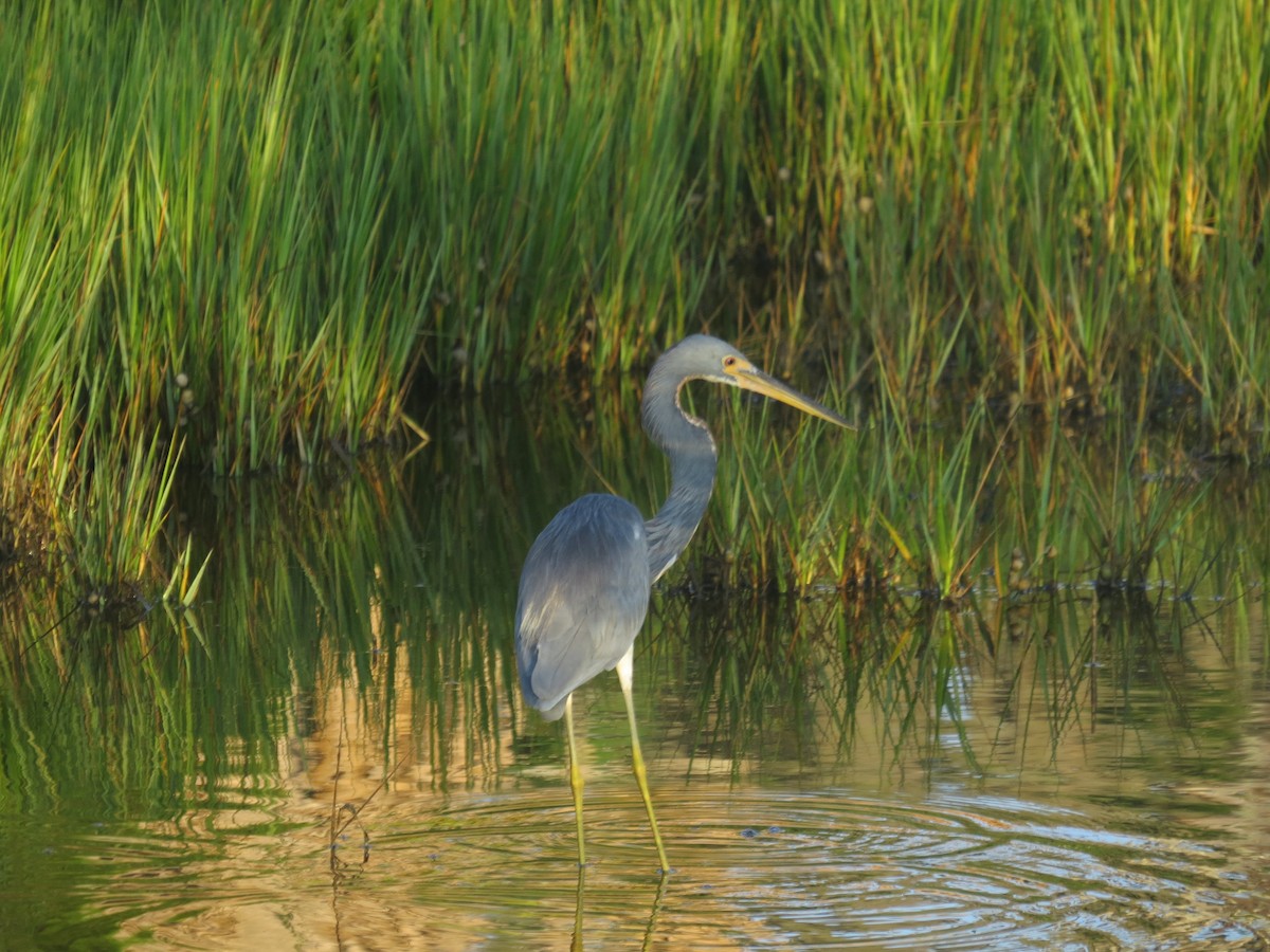 Tricolored Heron - ML623965652