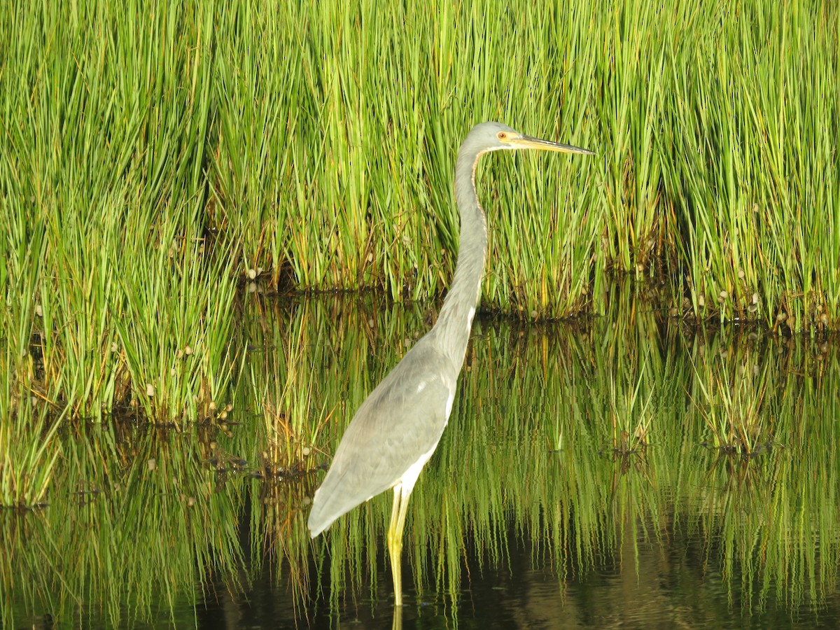 Tricolored Heron - ML623965655