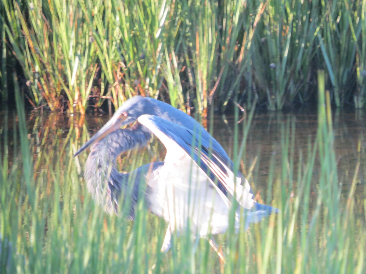 Tricolored Heron - ML623965659