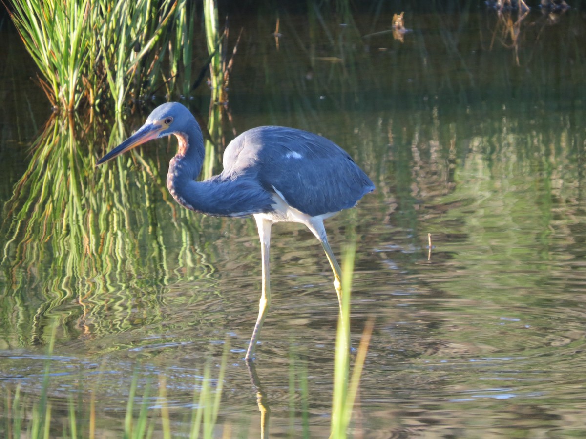 Tricolored Heron - ML623965663