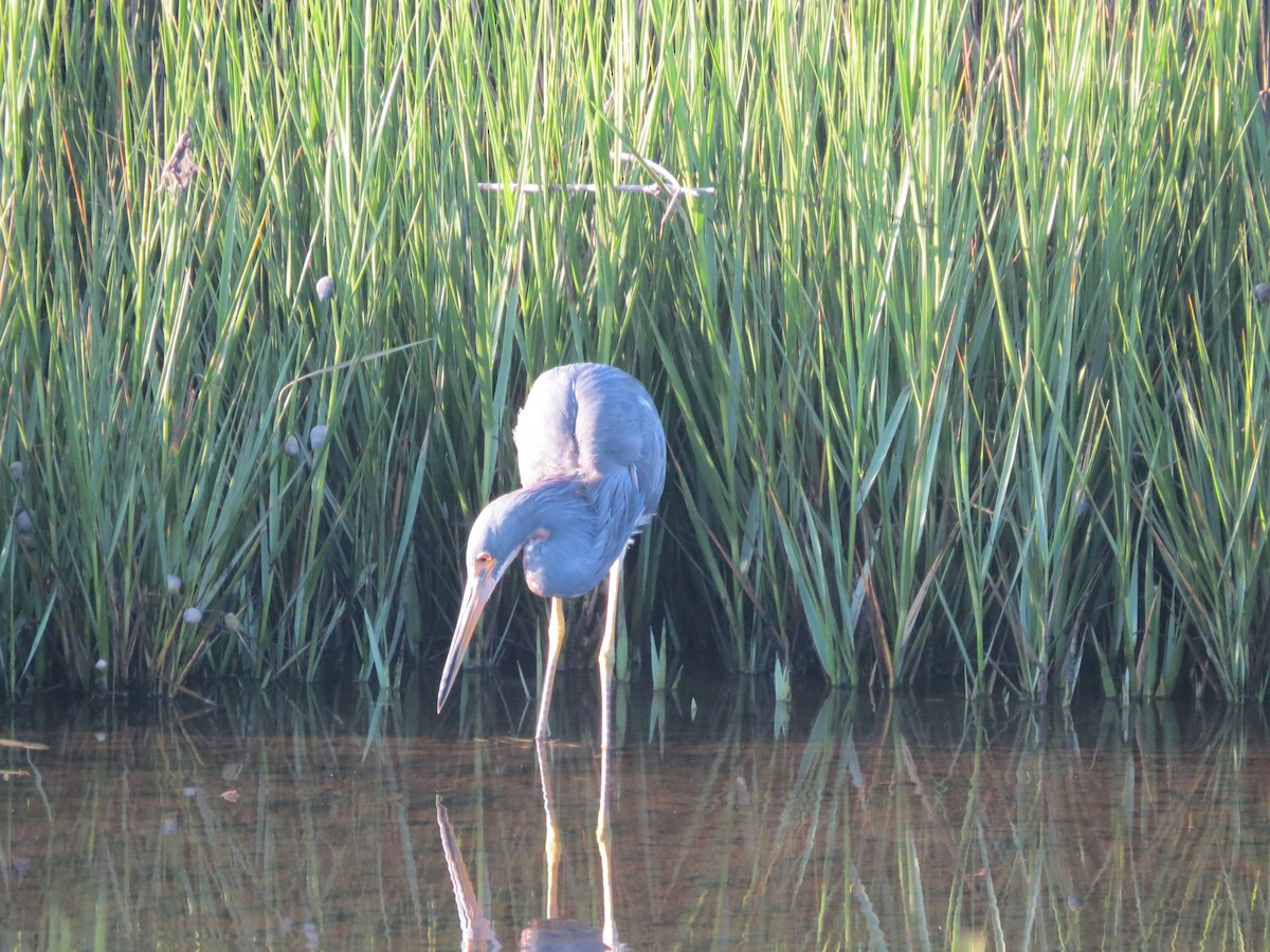 Tricolored Heron - ML623965664