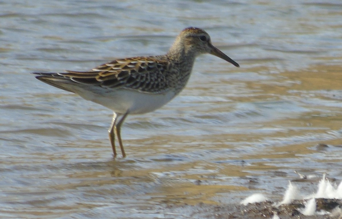 Pectoral Sandpiper - ML623965665