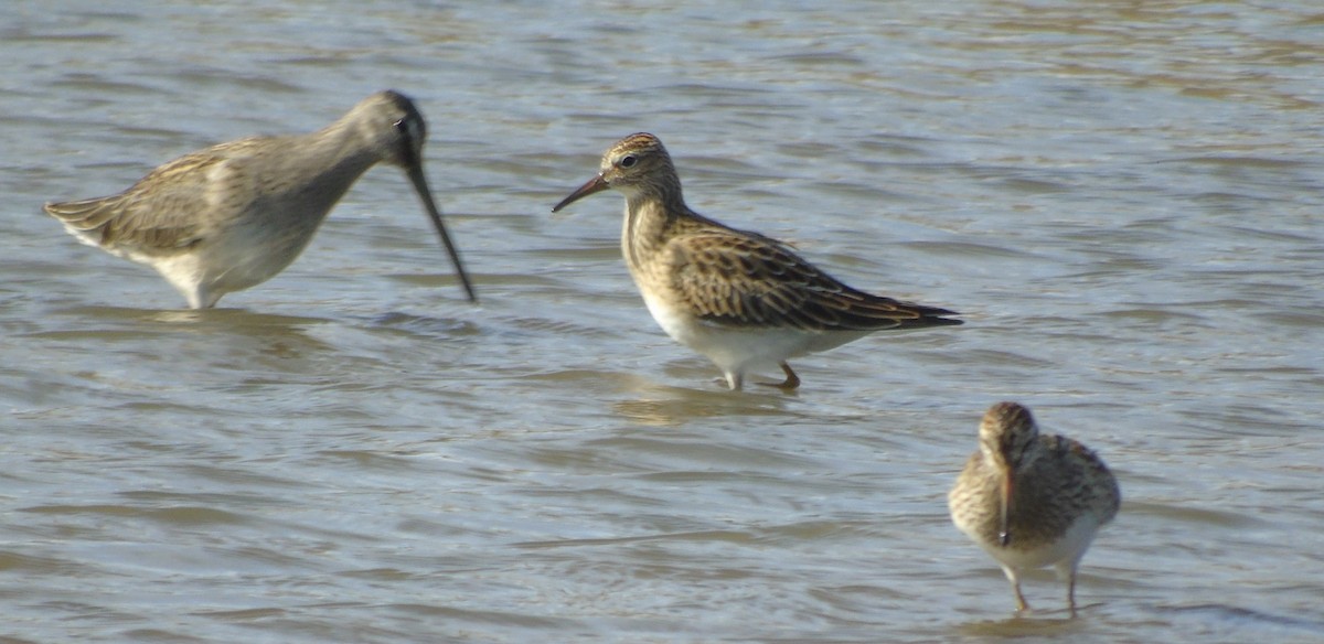 Pectoral Sandpiper - ML623965670