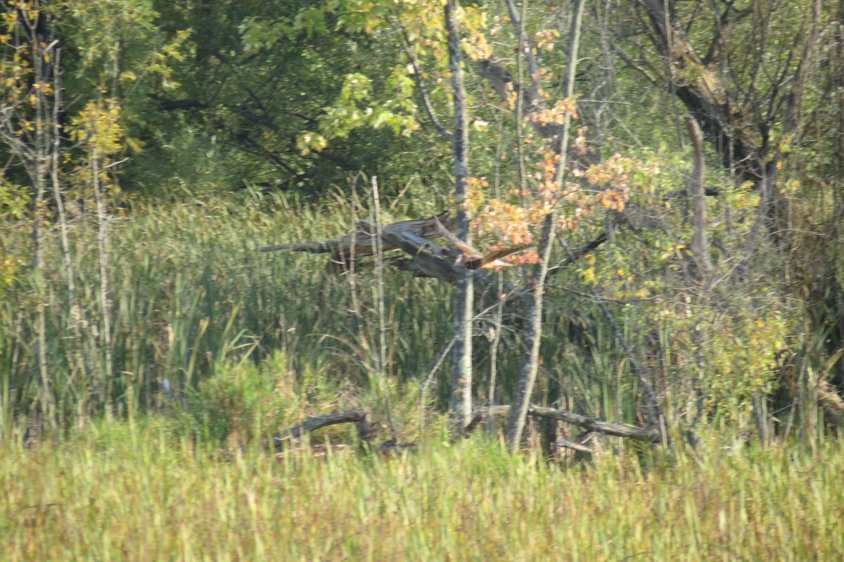 Northern Harrier - Émile Tousignant