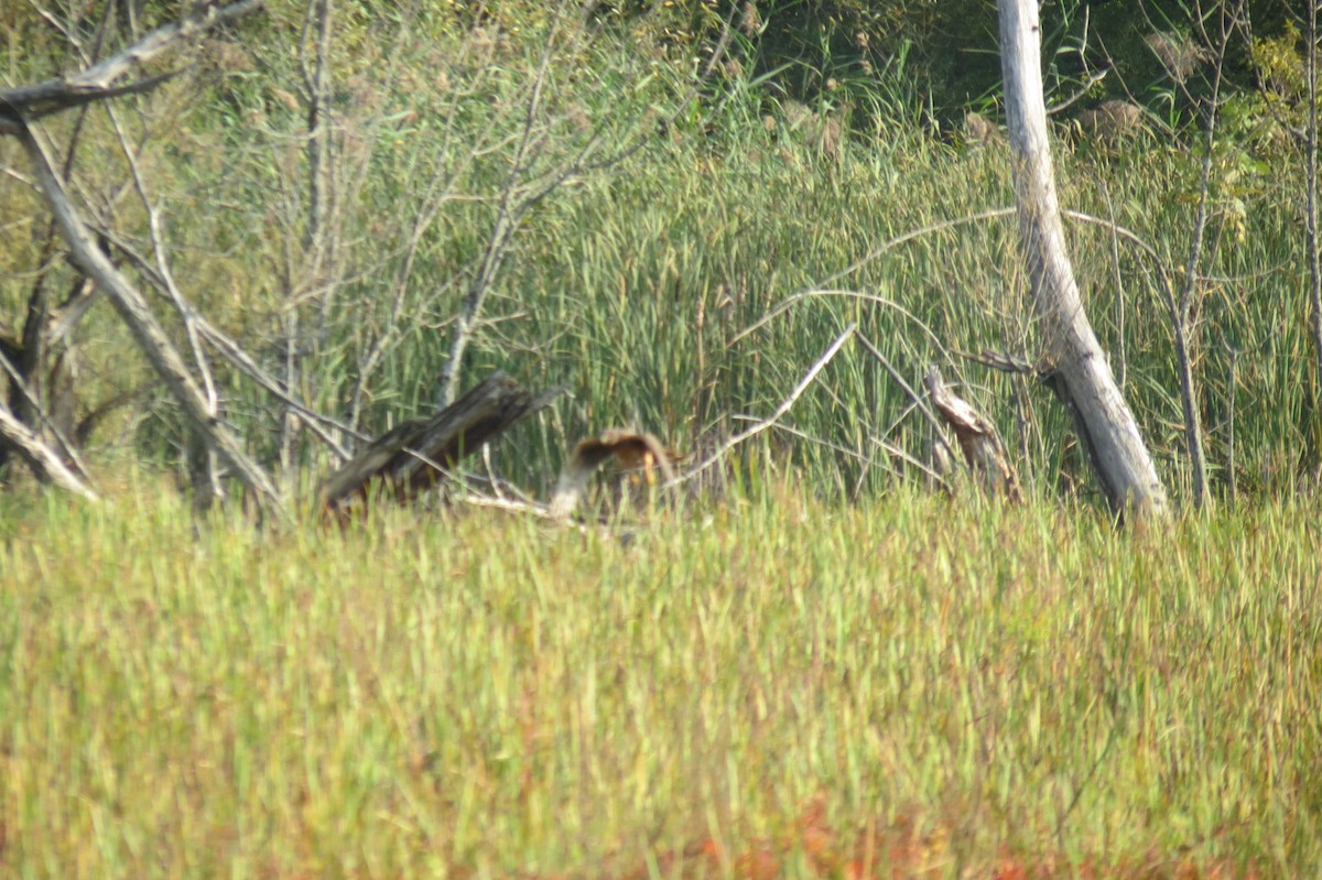 Northern Harrier - ML623965679