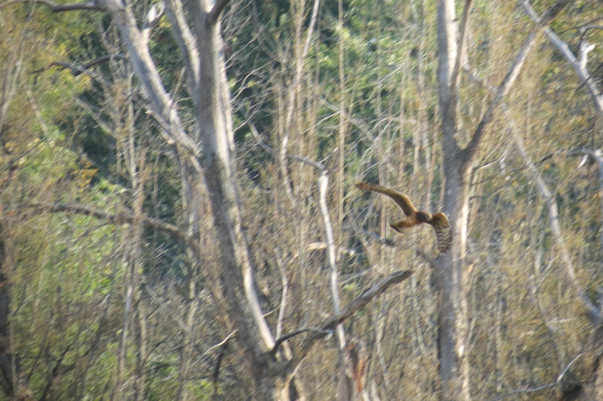 Northern Harrier - ML623965680