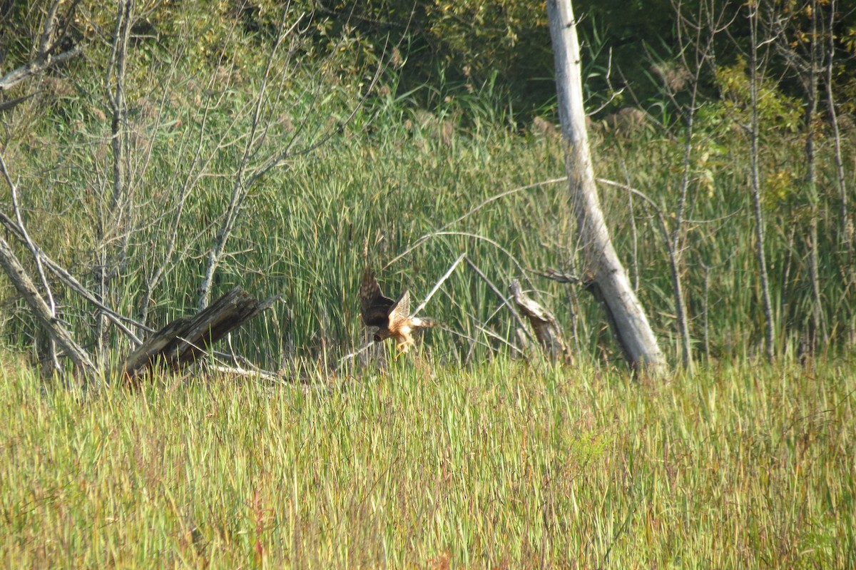 Northern Harrier - ML623965682