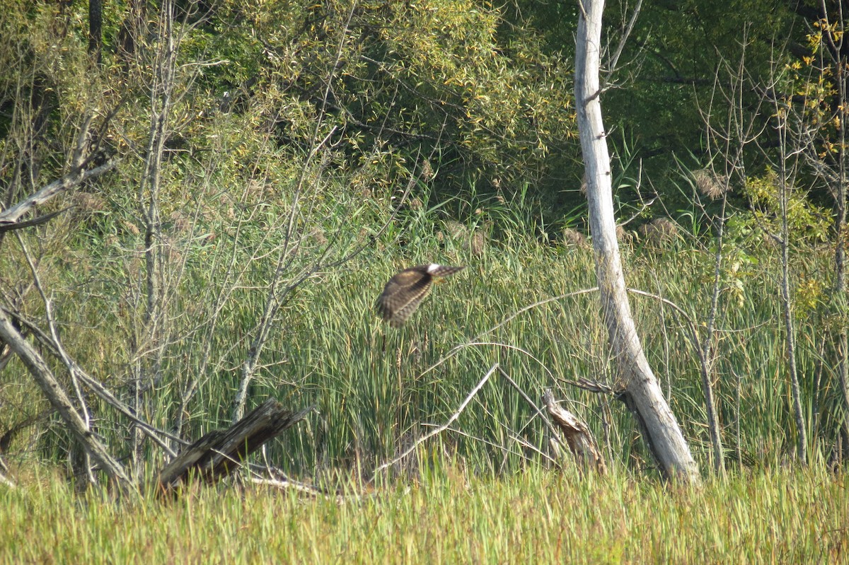 Northern Harrier - ML623965683