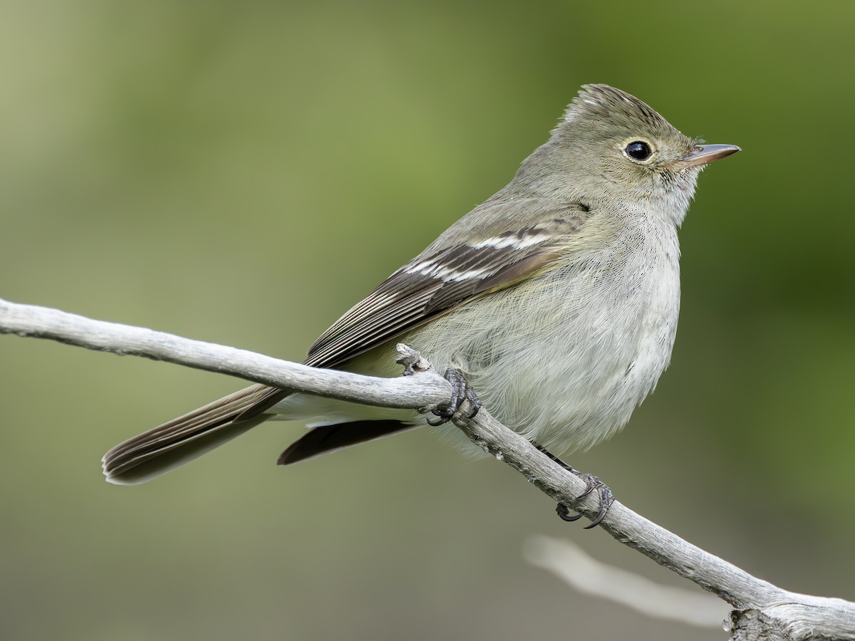 White-crested Elaenia (Chilean) - ML623965684