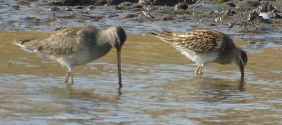 Long-billed Dowitcher - ML623965685