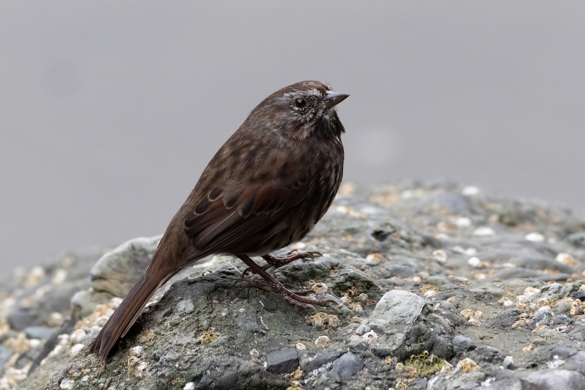 Song Sparrow - ML623965695