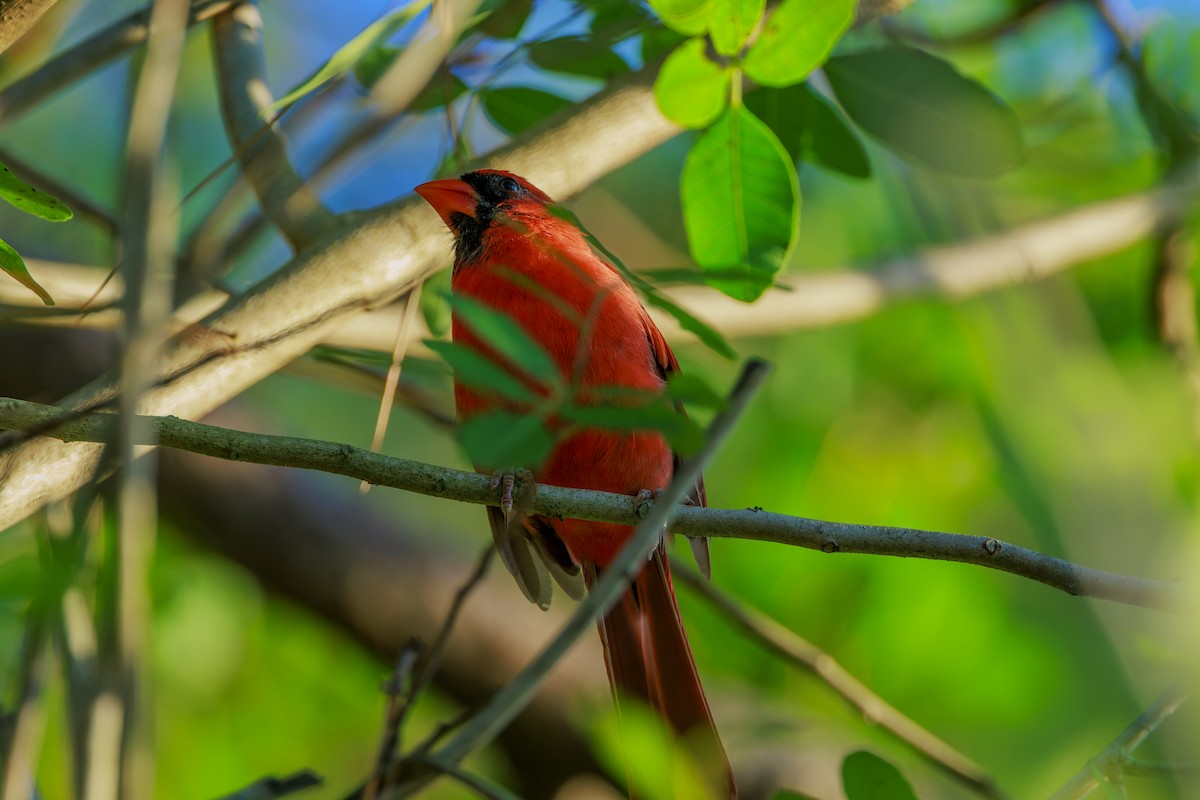 Cardenal Norteño - ML623965706