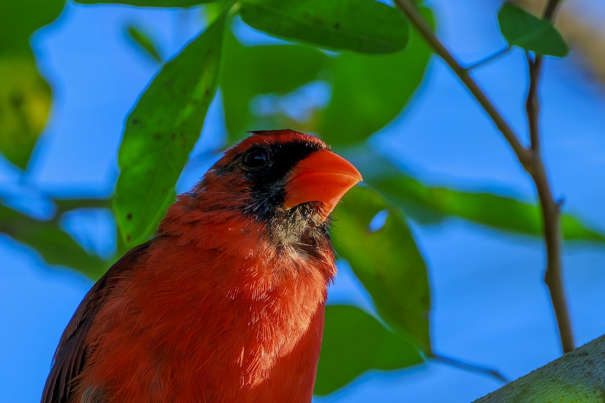 Cardenal Norteño - ML623965707