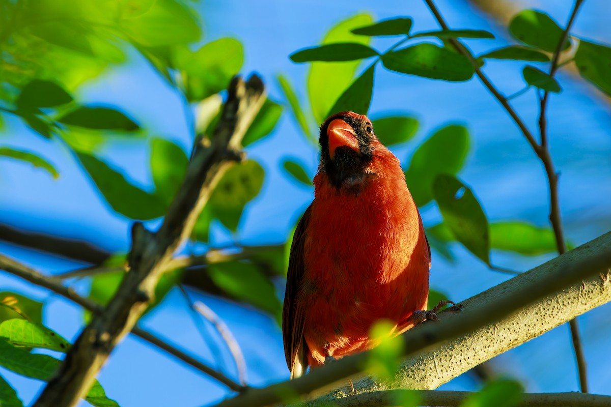 Cardenal Norteño - ML623965708