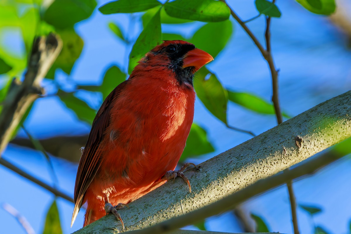 Cardenal Norteño - ML623965709