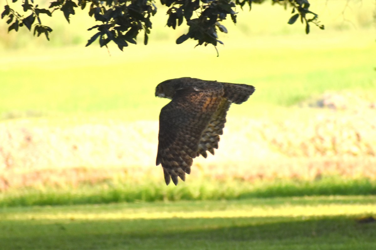 Great Horned Owl - ML623965710