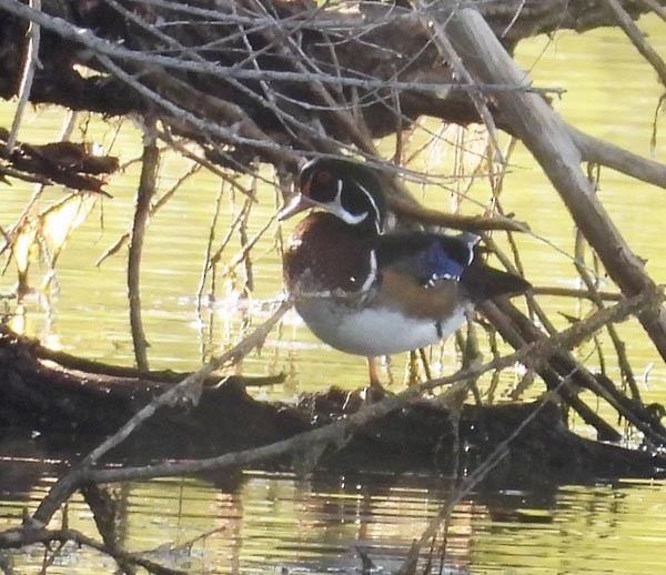 Wood Duck - ML623965716