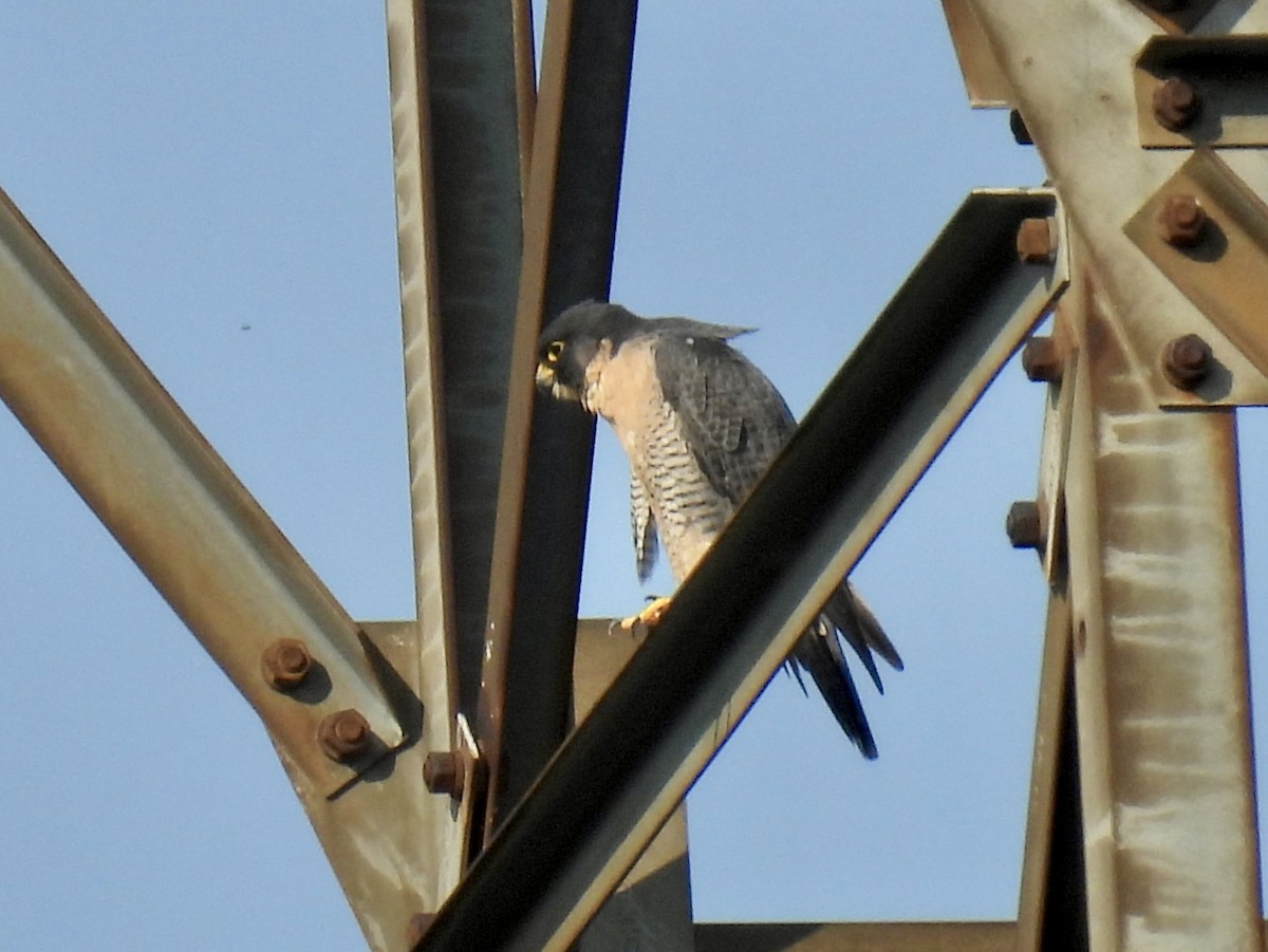 Peregrine Falcon - ML623965718