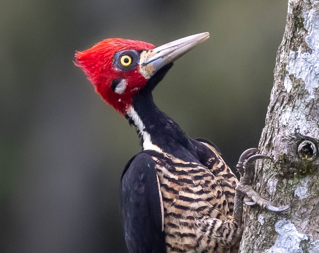 Crimson-crested Woodpecker - ML623965719