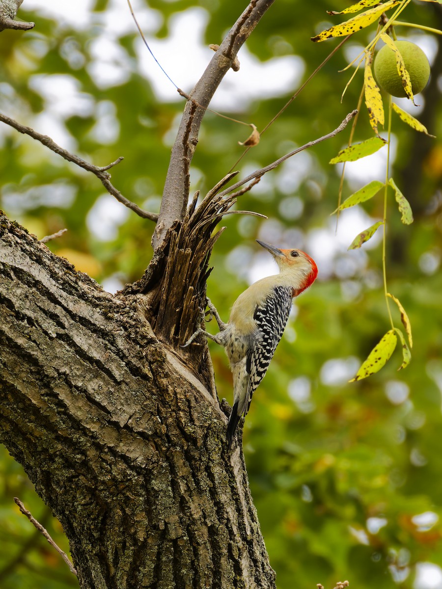 Red-bellied Woodpecker - ML623965723