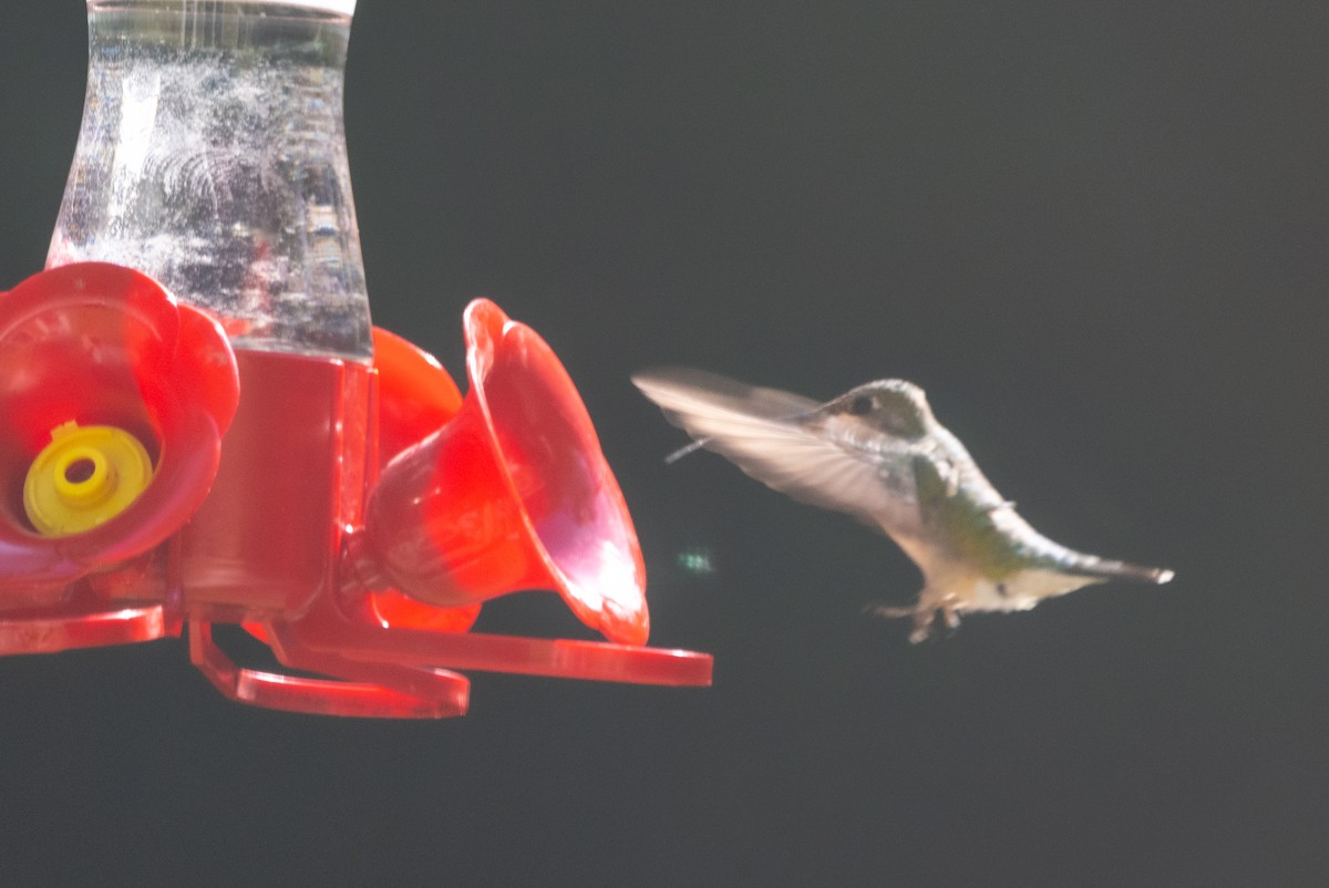 Colibri à gorge rubis - ML623965724