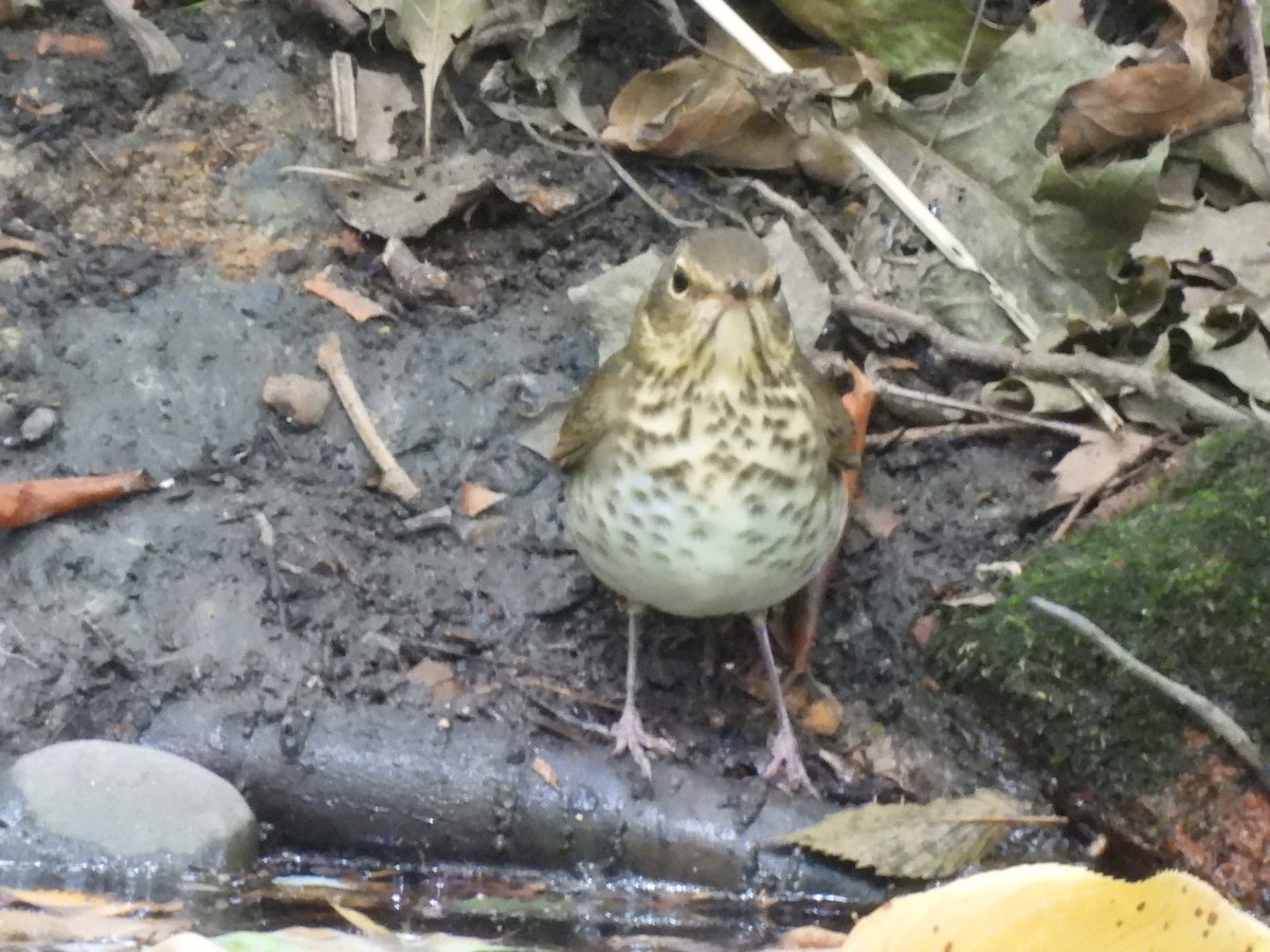 Swainson's Thrush - ML623965725