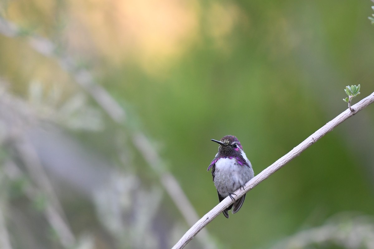 Costa's Hummingbird - ML623965726