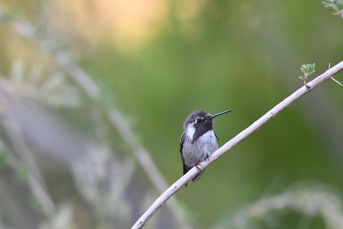 Costa's Hummingbird - ML623965727