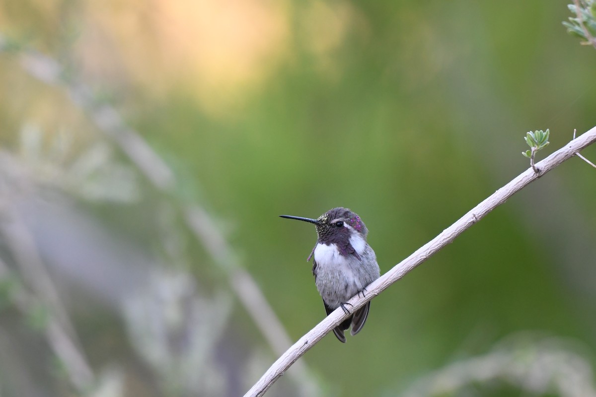 Costa's Hummingbird - ML623965728