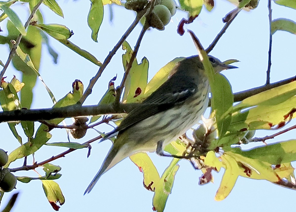 Cape May Warbler - ML623965731