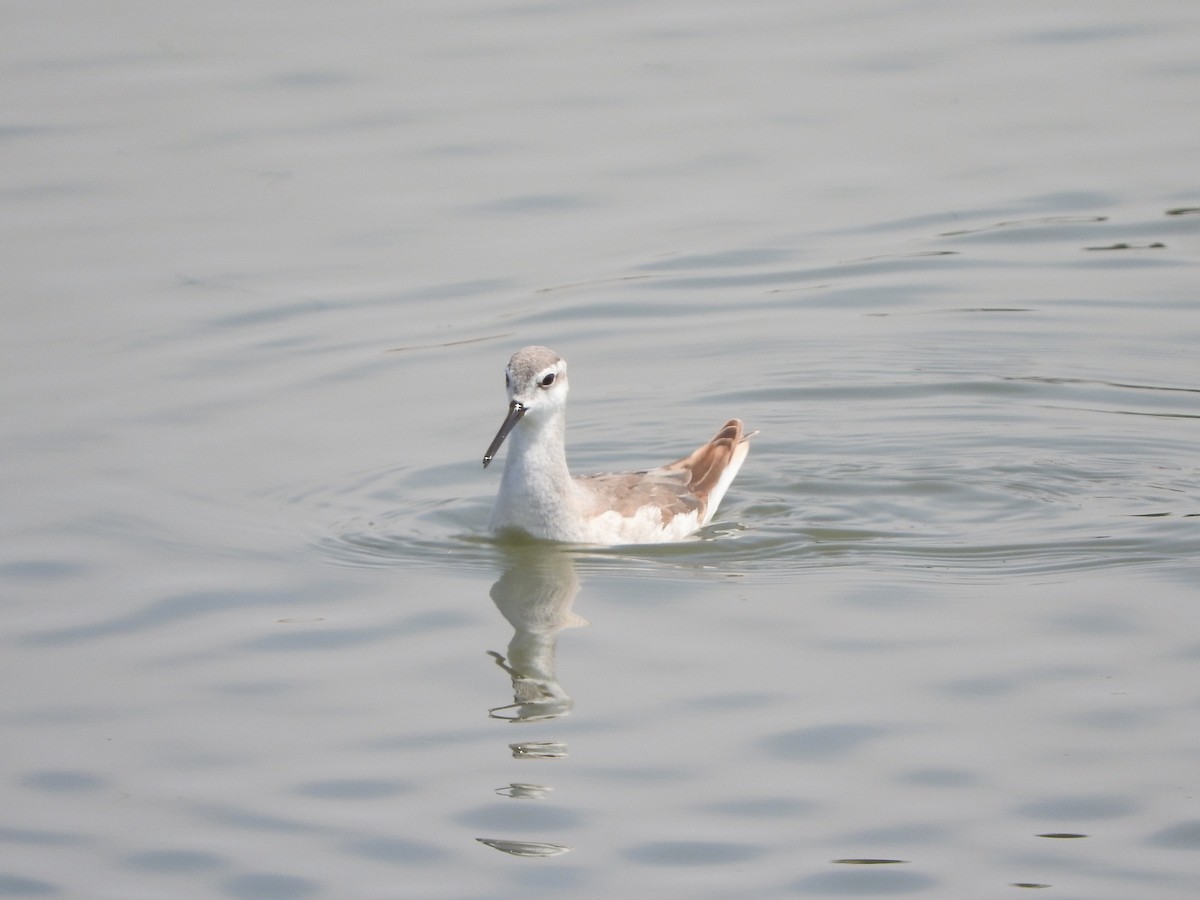 Wilson's Phalarope - ML623965733