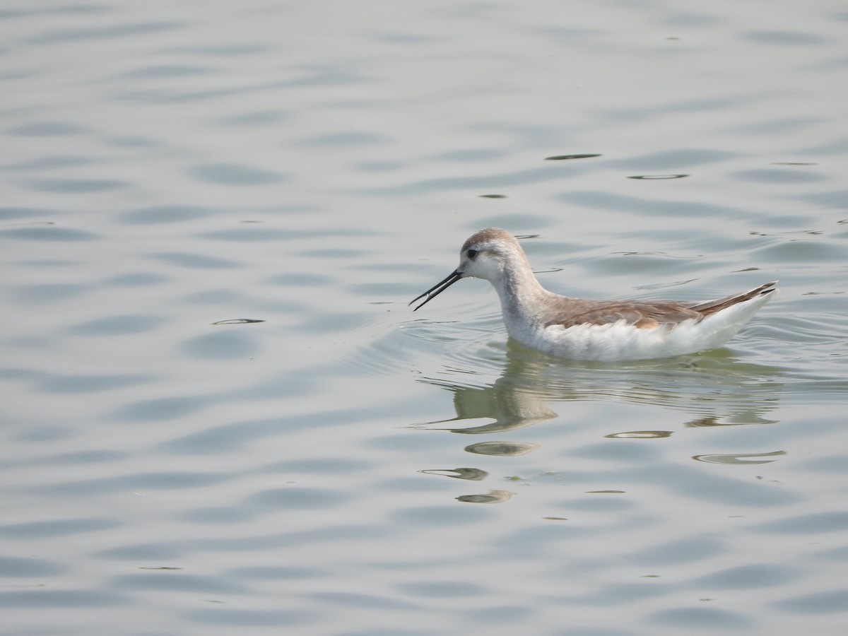 Wilson's Phalarope - ML623965734