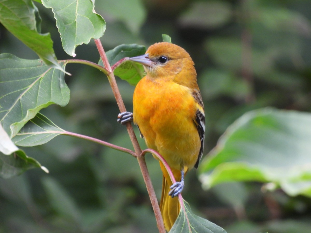 Baltimore Oriole - ML623965737