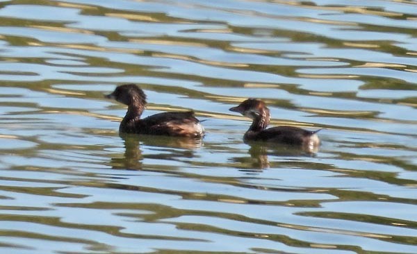 Pied-billed Grebe - ML623965738