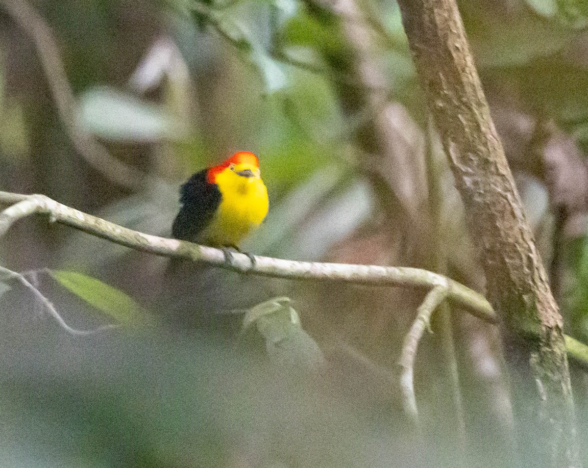 Wire-tailed Manakin - ML623965739