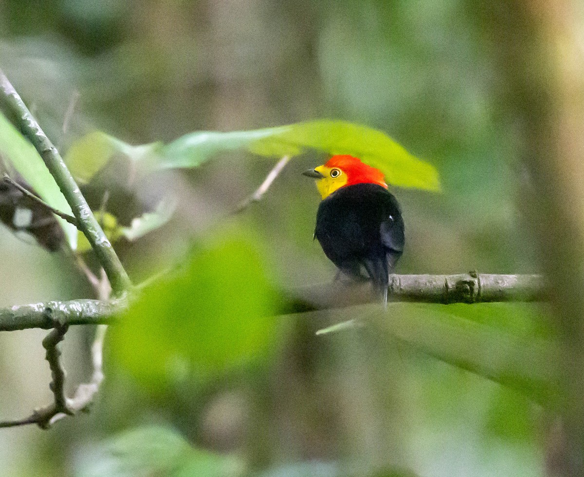 Wire-tailed Manakin - ML623965741