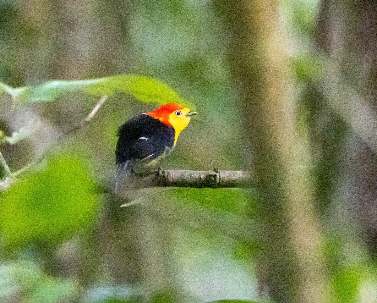 Wire-tailed Manakin - ML623965742