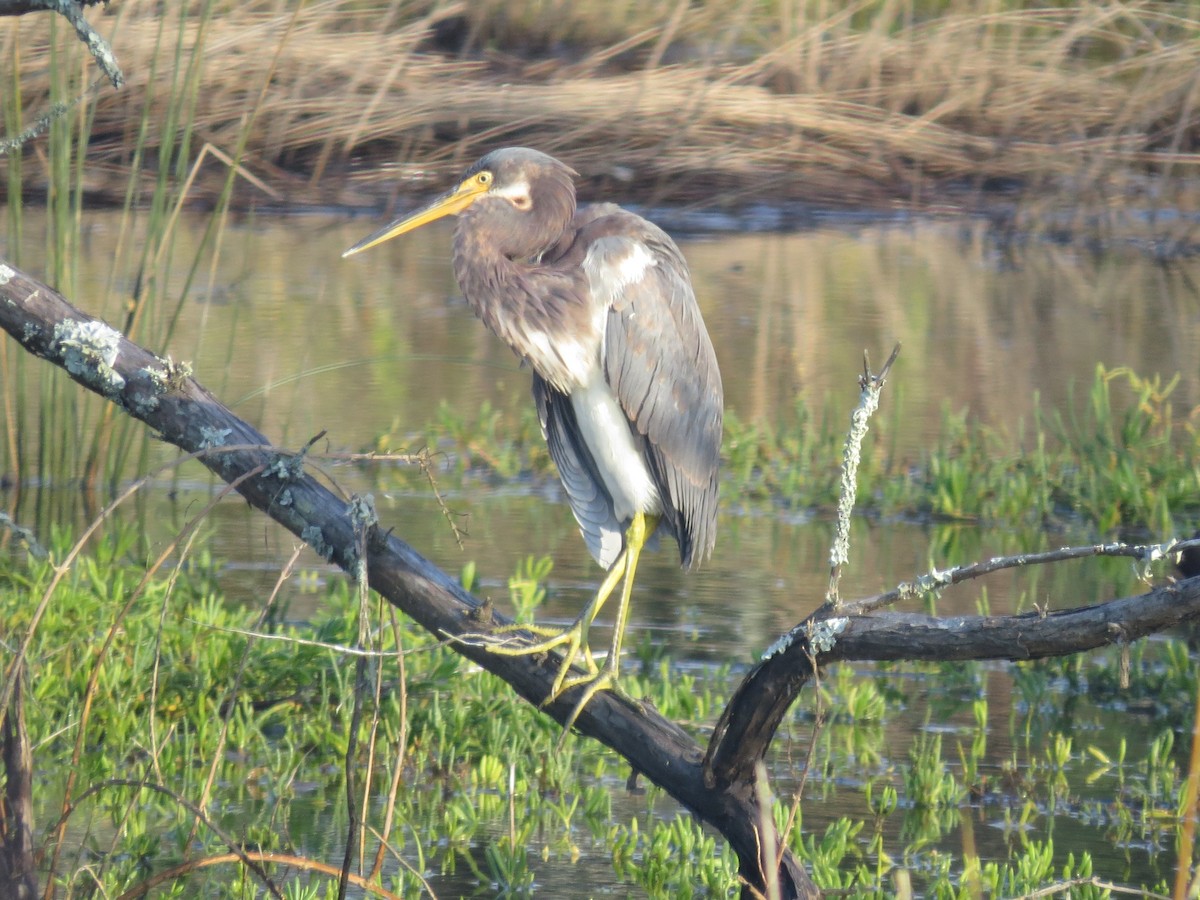 Tricolored Heron - ML623965744