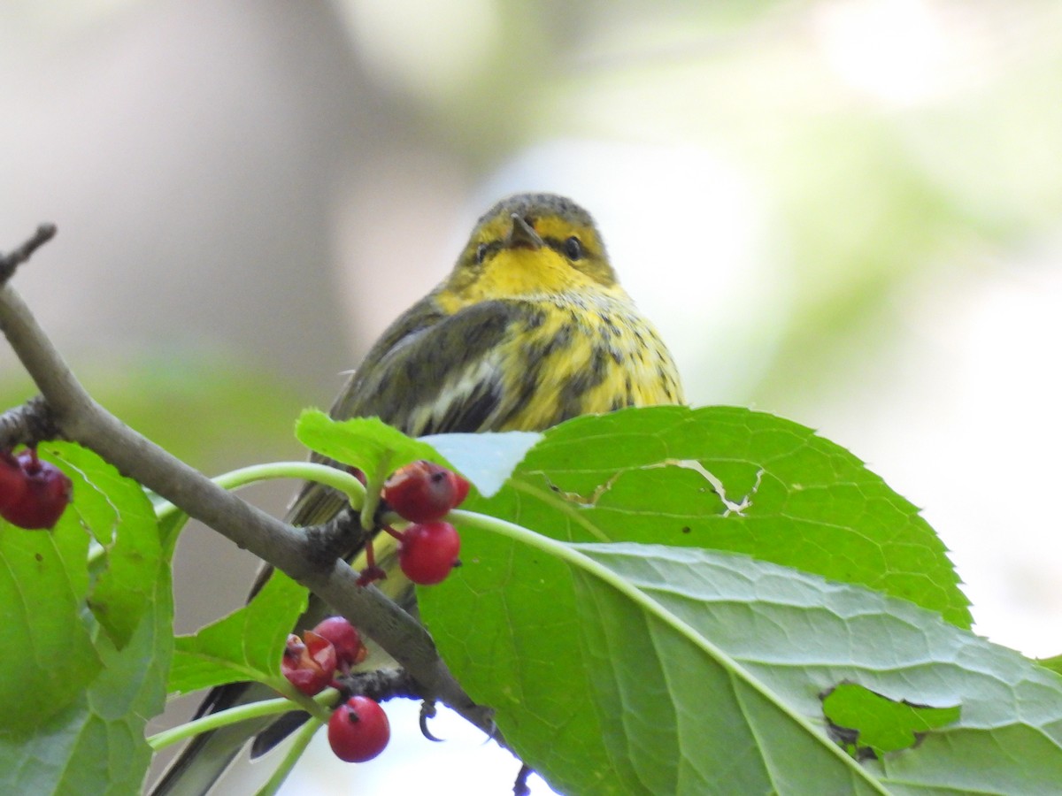 Cape May Warbler - ML623965747