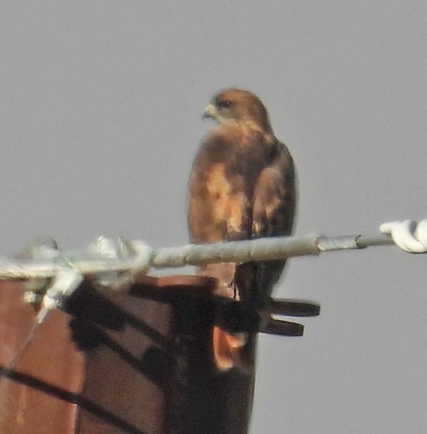 Red-tailed Hawk - ML623965750