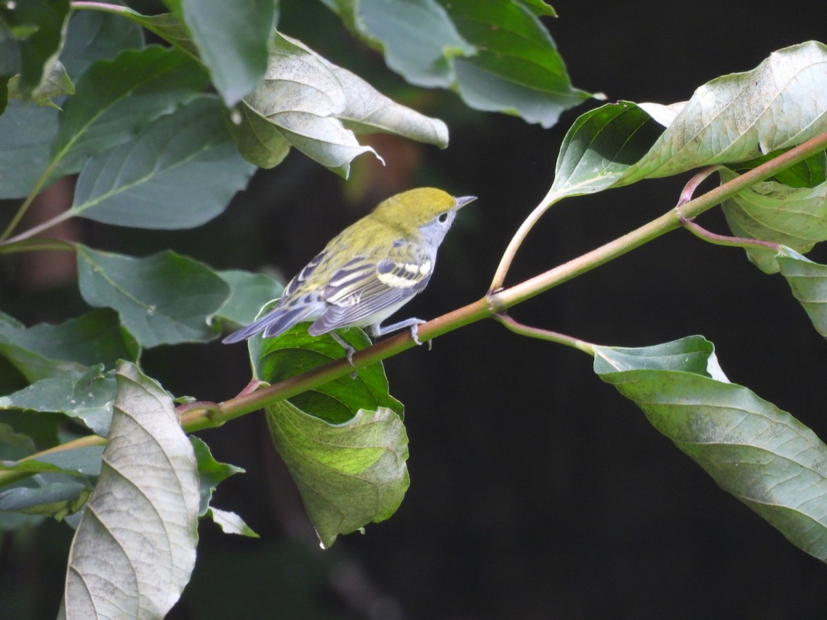 Chestnut-sided Warbler - ML623965754