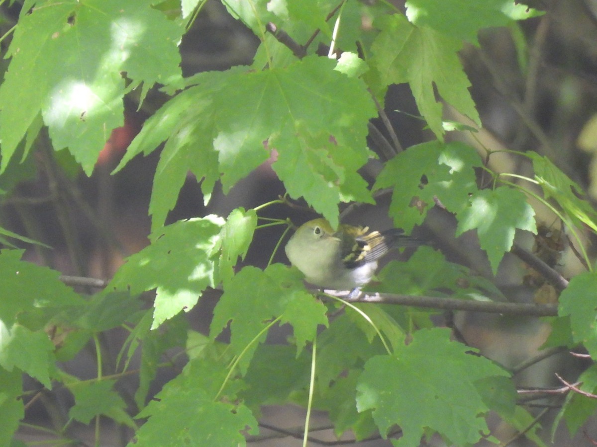 Chestnut-sided Warbler - ML623965755