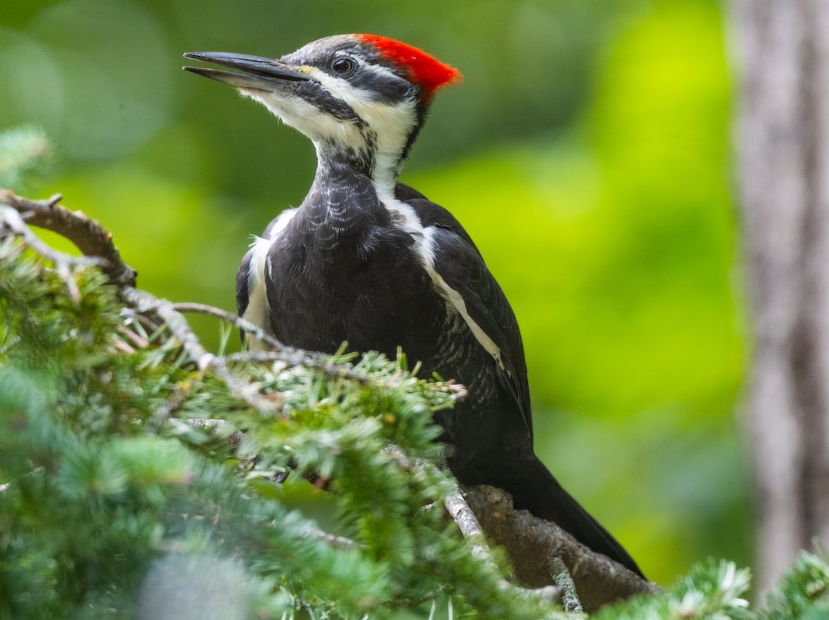 Pileated Woodpecker - ML623965756