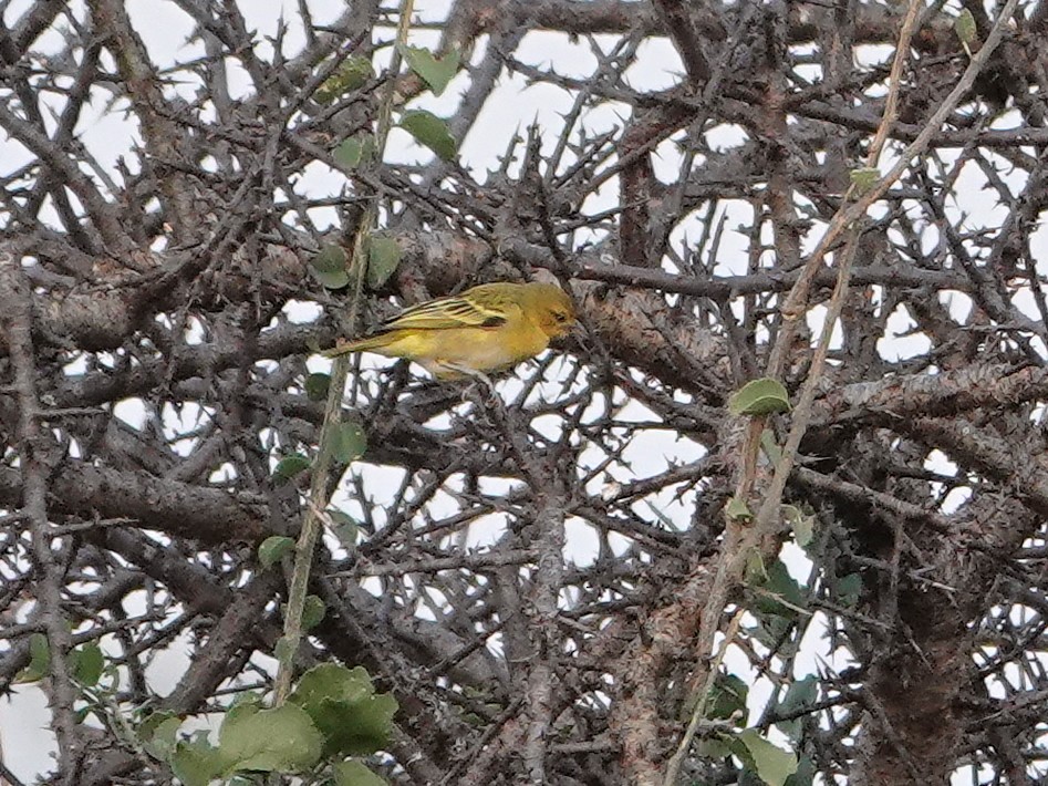 Vitelline Masked-Weaver - ML623965758