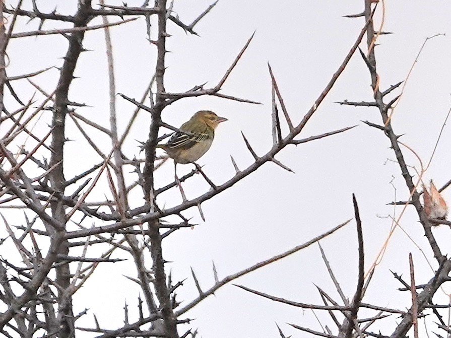 Vitelline Masked-Weaver - ML623965759