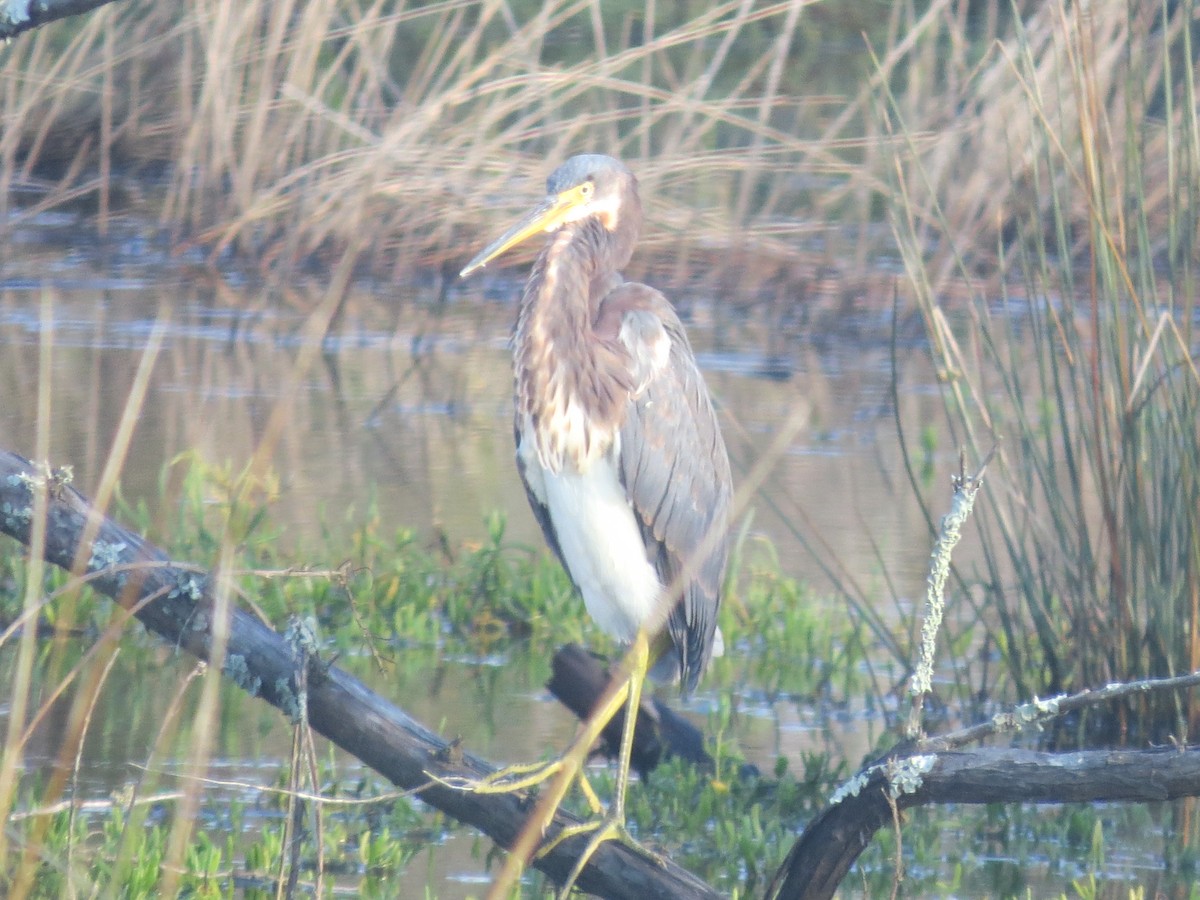 Tricolored Heron - ML623965768