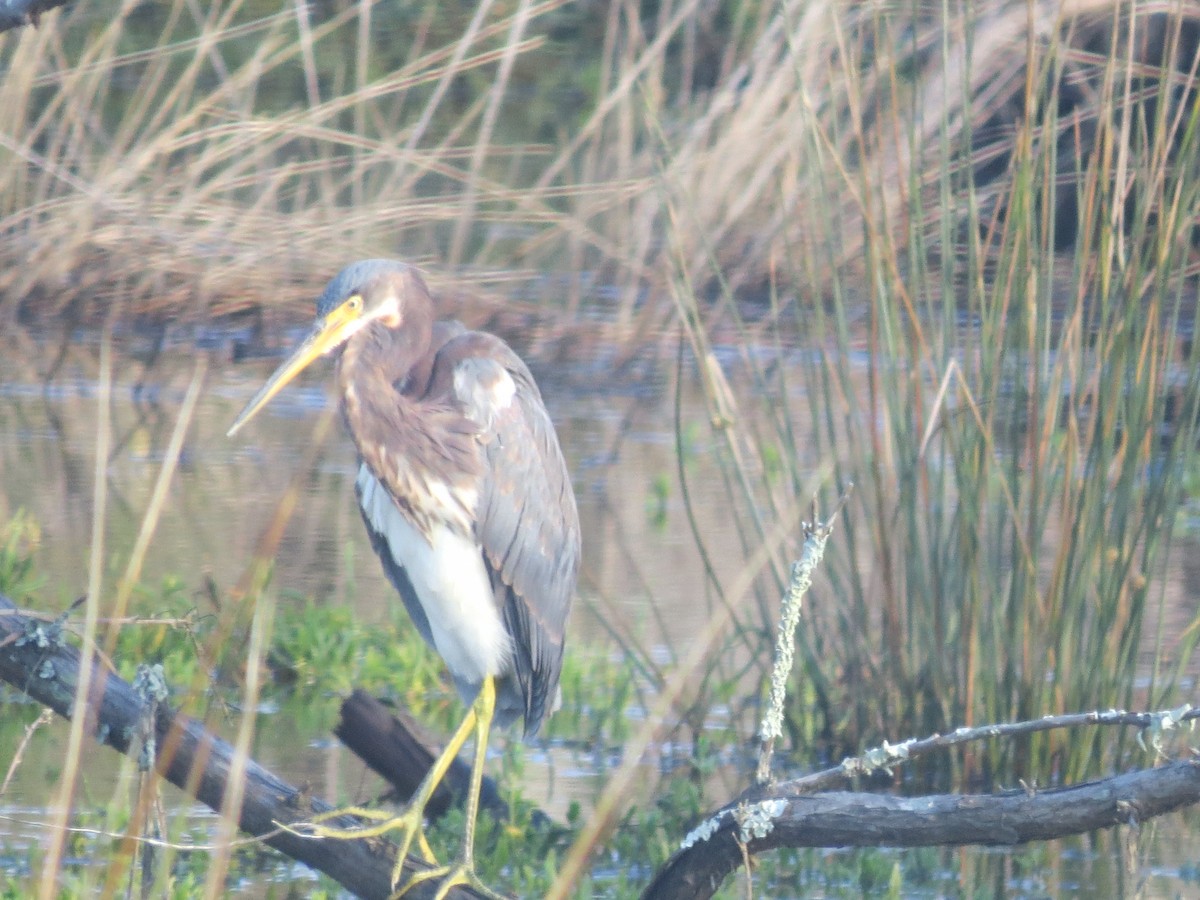 Tricolored Heron - ML623965774