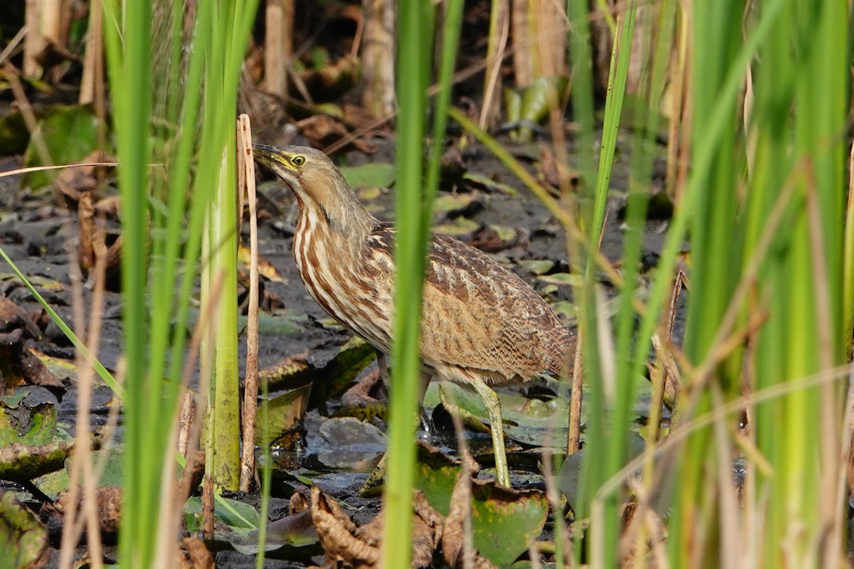 American Bittern - ML623965782