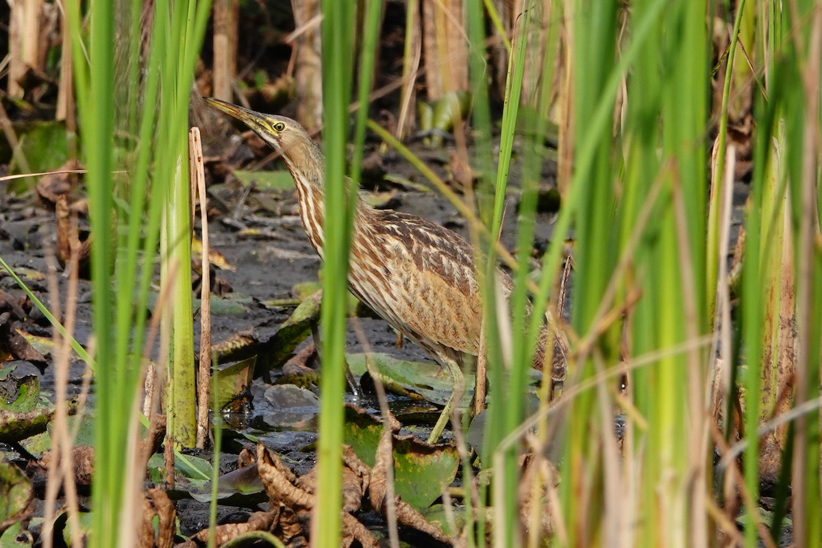 American Bittern - ML623965783